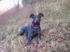 Dobermann Foto: Zeus (ID 38852) Dobermann Hund