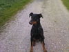 Dobermann Foto: Zeus (ID 38854) Dobermann Hund