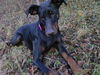Dobermann Foto: Zeus (ID 38853) Dobermann Hund
