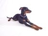 Dobermann Foto (ID 31751) Dobermann Hund
