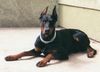 Dobermann Foto: Aaron 8 Monate alt (ID 8994) Dobermann Hund