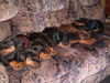 Dobermann Foto: Fotoshooting!!!!!....ach wie anstrengend!!!!! (ID 27851) Dobermann Hund