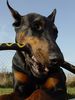 Dobermann Hund