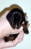 Dobermann Foto: Gino als Frischling!!! :-) (ID 15283) Dobermann Hund