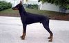 Dobermann Foto: Gino Gerome di casa shirak 7 Monate (ID 15237) Dobermann Hund