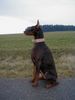 Dobermann Foto: mein Schatz (ID 17239) Dobermann Hund