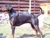 Dobermann Foto: Graf Jivago von der Sassenburg (ID 11417) Dobermann Hund