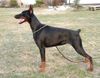 Dobermann Foto: HACIMA z Padoku 17 months old (ID 10175) Dobermann Hund