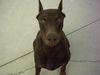 Dobermann Foto (ID 10688) Dobermann Hund