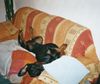 Dobermann Foto: Hawk mit Schwester Hiska (ID 31125) Dobermann Hund