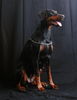 Dobermann Hund