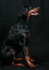 Dobermann Hund