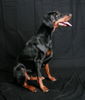 Dobermann Hund