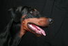 Dobermann Hund