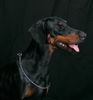 Dobermann Hund