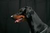 Dobermann Hund