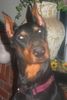 Dobermann Foto: Meine Farrah (ID 36910) Dobermann Hund