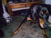 Dobermann Foto: Mikey und Jil (ID 21826) Dobermann Hund