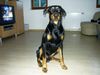 Dobermann Foto: Jerry (ID 15814) Dobermann Hund