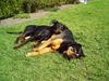 Dobermann Foto: nur noch 5 min. .... (ID 25248) Dobermann Hund