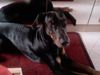 Dobermann Hund