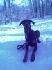 Dobermann Hund