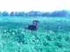 Dobermann Hund