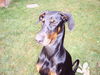 Dobermann Hund