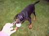 Dobermann Hund