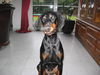 Dobermann Foto: Kessy (ID 29768) Dobermann Hund