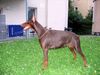 Dobermann Foto: Haga Bene Meritus, 1 Jahr (ID 23058) Dobermann Hund
