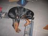 Dobermann Foto: Kessy (ID 29769) Dobermann Hund