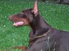 Dobermann Foto: Haga Bene Meritus, 1 Jahr (ID 23059) Dobermann Hund