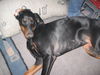 Dobermann Foto (ID 29825) Dobermann Hund