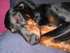 Dobermann Foto: Kessy (ID 29770) Dobermann Hund