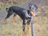 Dobermann Foto (ID 29824) Dobermann Hund