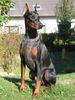 Dobermann Foto: KITANA vom Blasenstein Gemini Ginga House x Fatima vom Blasenstein (ID 6312) Dobermann Hund