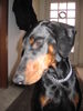 Dobermann Foto: Kessy (ID 30180) Dobermann Hund