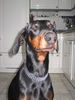 Dobermann Foto: Kessy (ID 30179) Dobermann Hund