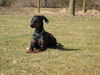 Dobermann Foto: Kessy (ID 30372) Dobermann Hund