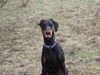 Dobermann Foto: kessy (ID 30757) Dobermann Hund