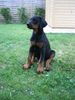 Dobermann Foto: Alina (9 Wochen) (ID 22749) Dobermann Hund