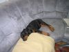 Dobermann Foto: Alina (9 Wochen) (ID 22750) Dobermann Hund