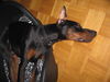 Dobermann Foto: Osiris von grenzturm (ID 28326) Dobermann Hund