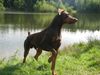 Dobermann Foto: canis in hab acht stellung! (ID 32560) Dobermann Hund