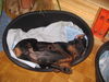 Dobermann Foto: Osiris von grenzturm (ID 28328) Dobermann Hund