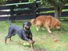 Dobermann Foto: Troja und Percie (ID 35087) Dobermann Hund
