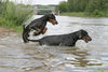 Dobermann Foto: Falco und Estella von Nemesis (ID 39675) Dobermann Hund