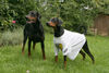 Dobermann Foto: Falco und Estella von Nemesis (ID 39674) Dobermann Hund
