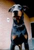 Dobermann Foto: IKE (ID 31574) Dobermann Hund